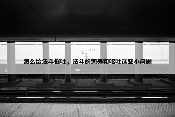 怎么给法斗催吐，法斗的饲养和呕吐这些小问题