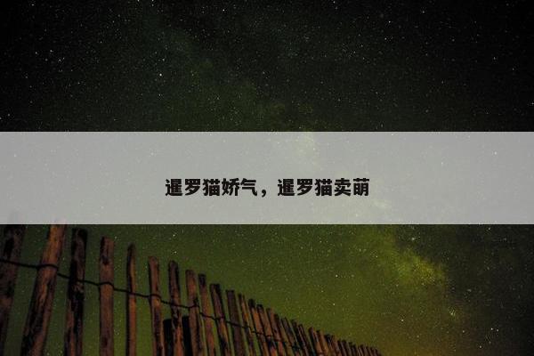 暹罗猫娇气，暹罗猫卖萌