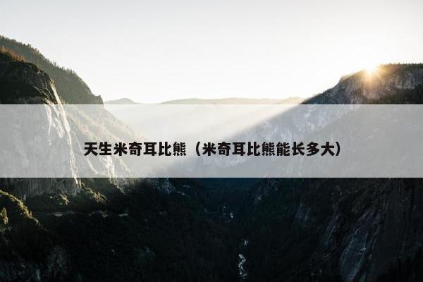 天生米奇耳比熊（米奇耳比熊能长多大）