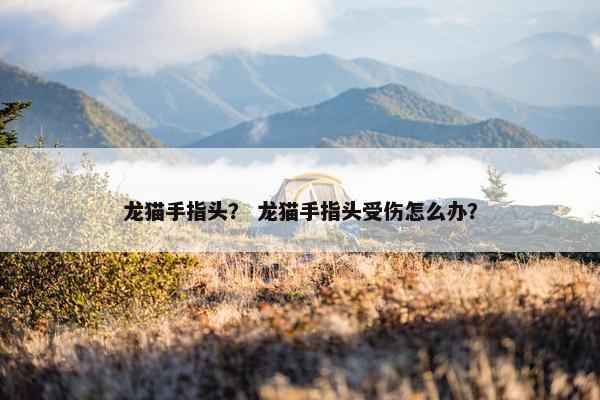 龙猫手指头？ 龙猫手指头受伤怎么办？