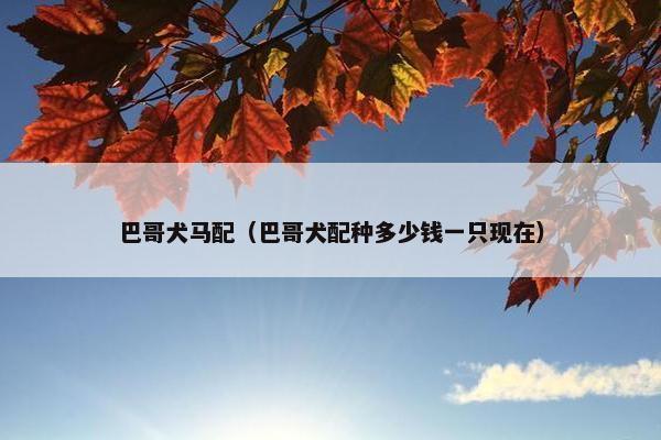 巴哥犬马配（巴哥犬配种多少钱一只现在）