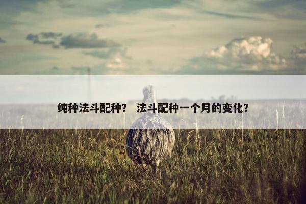 纯种法斗配种？ 法斗配种一个月的变化？