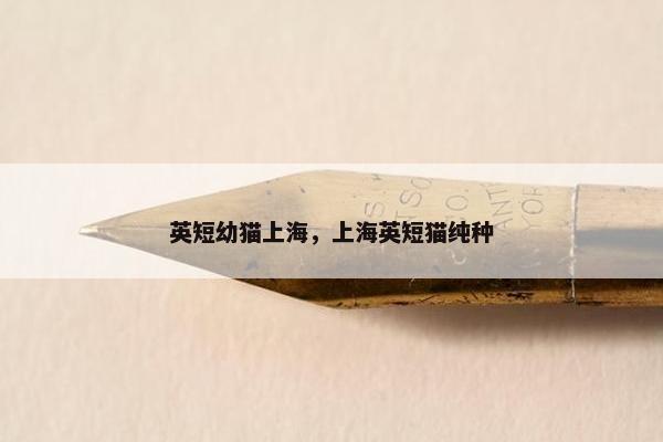 英短幼猫上海，上海英短猫纯种