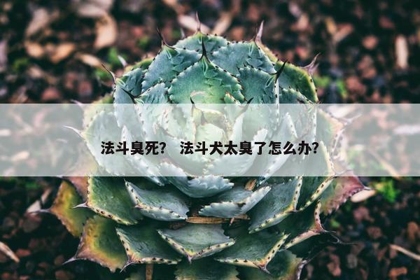 法斗臭死？ 法斗犬太臭了怎么办？