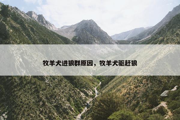 牧羊犬进狼群原因，牧羊犬驱赶狼