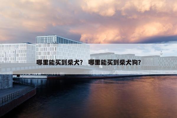 哪里能买到柴犬？ 哪里能买到柴犬狗？