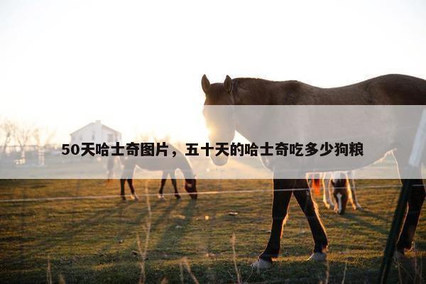 50天哈士奇图片，五十天的哈士奇吃多少狗粮