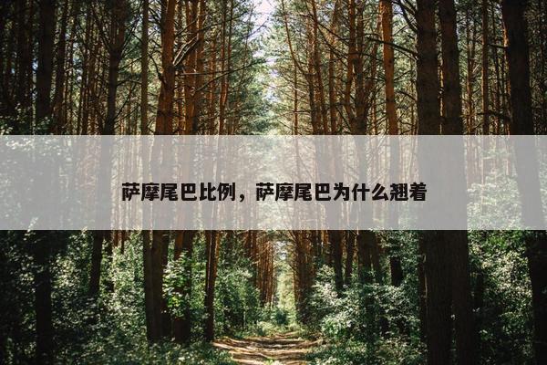 萨摩尾巴比例，萨摩尾巴为什么翘着
