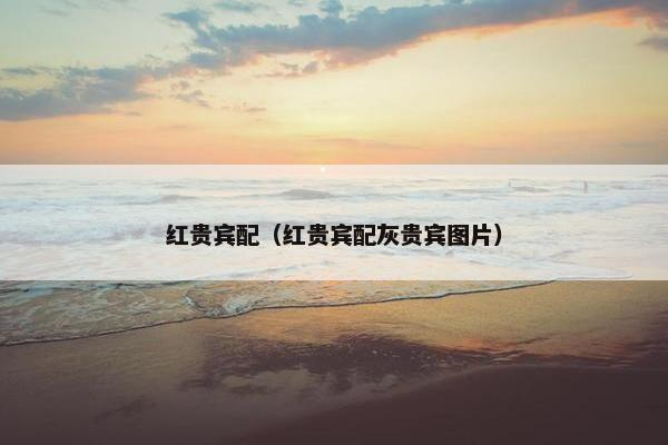 红贵宾配（红贵宾配灰贵宾图片）