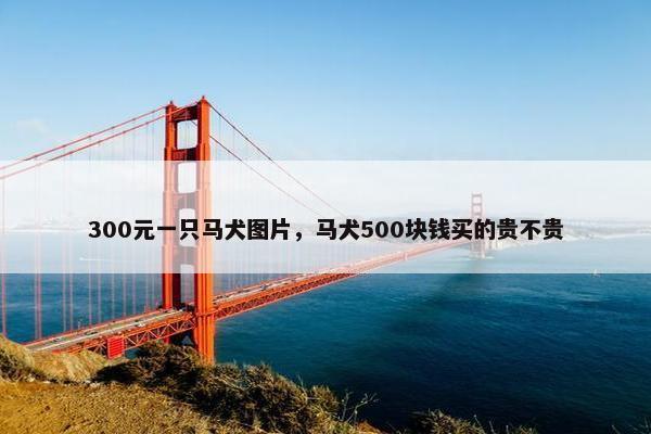 300元一只马犬图片，马犬500块钱买的贵不贵