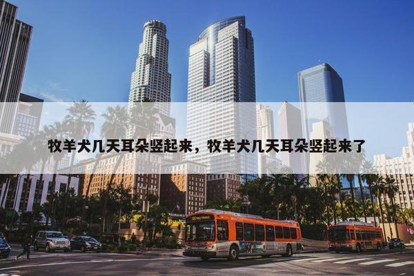 牧羊犬几天耳朵竖起来，牧羊犬几天耳朵竖起来了