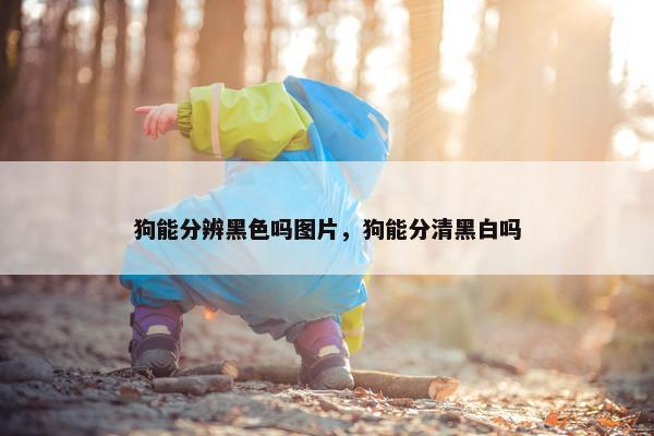狗能分辨黑色吗图片，狗能分清黑白吗