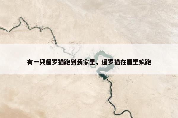有一只暹罗猫跑到我家里，暹罗猫在屋里疯跑