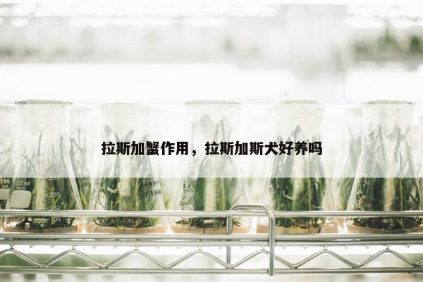 拉斯加蟹作用，拉斯加斯犬好养吗