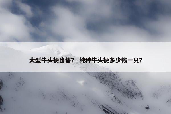 大型牛头梗出售？ 纯种牛头梗多少钱一只？
