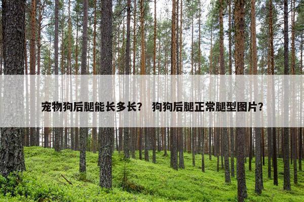 宠物狗后腿能长多长？ 狗狗后腿正常腿型图片？