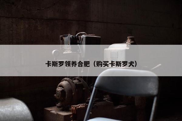 卡斯罗领养合肥（购买卡斯罗犬）