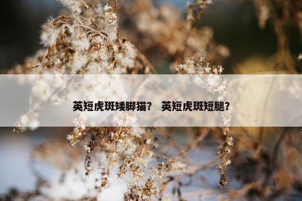 英短虎斑矮脚猫？ 英短虎斑短腿？
