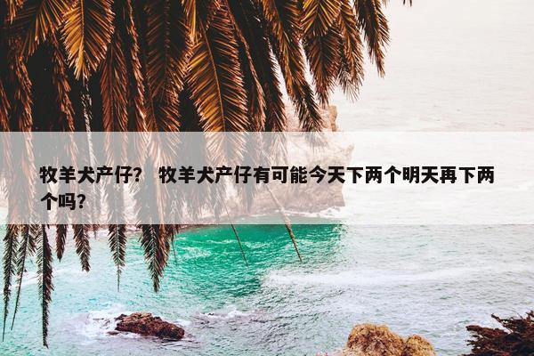 牧羊犬产仔？ 牧羊犬产仔有可能今天下两个明天再下两个吗？