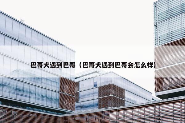 巴哥犬遇到巴哥（巴哥犬遇到巴哥会怎么样）