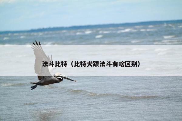 法斗比特（比特犬跟法斗有啥区别）
