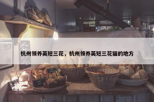 杭州领养英短三花，杭州领养英短三花猫的地方