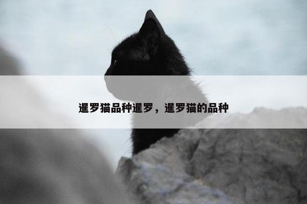 暹罗猫品种暹罗，暹罗猫的品种