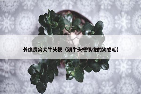 长像贵宾犬牛头梗（跟牛头梗很像的狗卷毛）