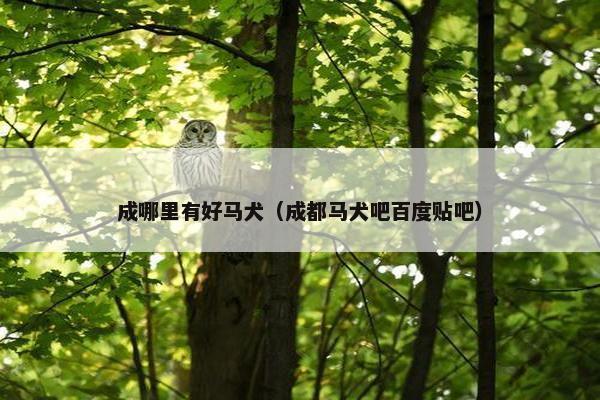 成哪里有好马犬（成都马犬吧百度贴吧）
