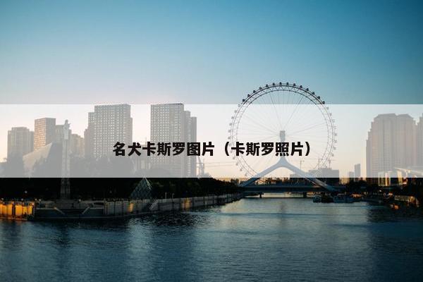 名犬卡斯罗图片（卡斯罗照片）
