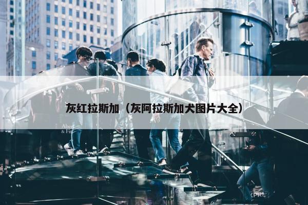 灰红拉斯加（灰阿拉斯加犬图片大全）