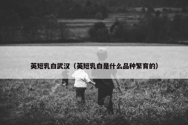 英短乳白武汉（英短乳白是什么品种繁育的）