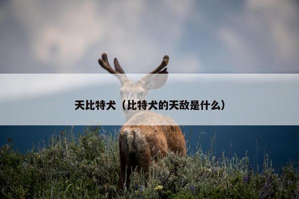 天比特犬（比特犬的天敌是什么）