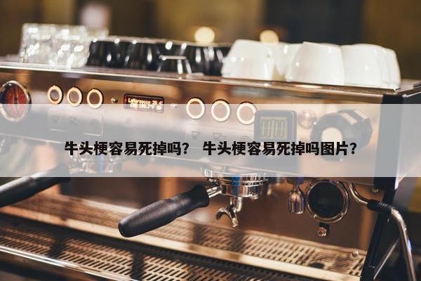 牛头梗容易死掉吗？ 牛头梗容易死掉吗图片？