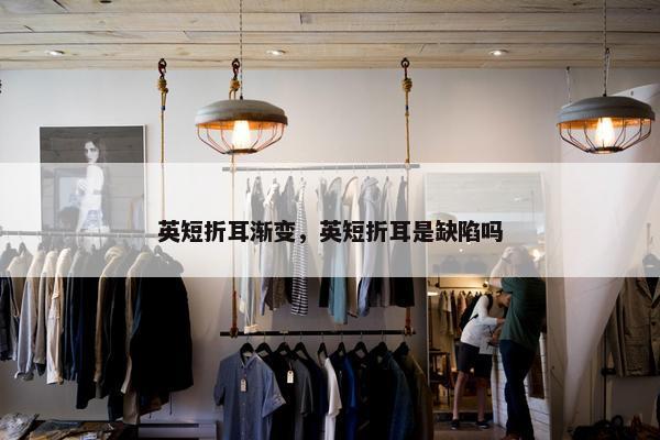 英短折耳渐变，英短折耳是缺陷吗