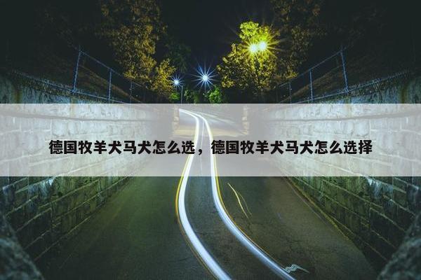 德国牧羊犬马犬怎么选，德国牧羊犬马犬怎么选择