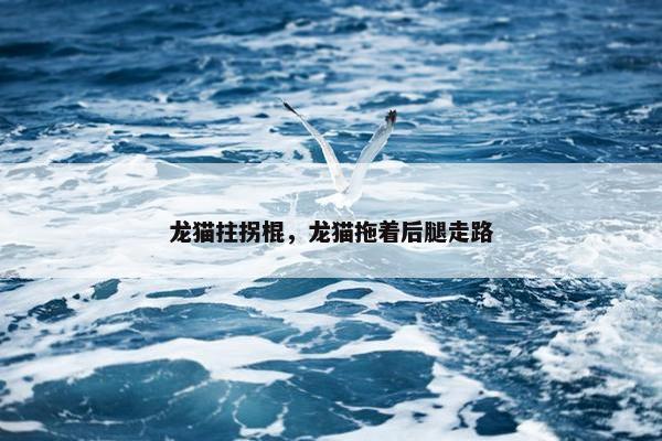 龙猫拄拐棍，龙猫拖着后腿走路