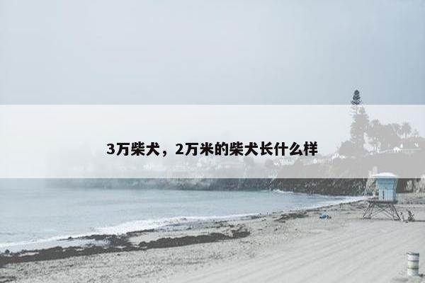 3万柴犬，2万米的柴犬长什么样