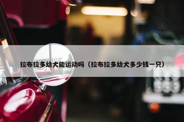 拉布拉多幼犬能运动吗（拉布拉多幼犬多少钱一只）