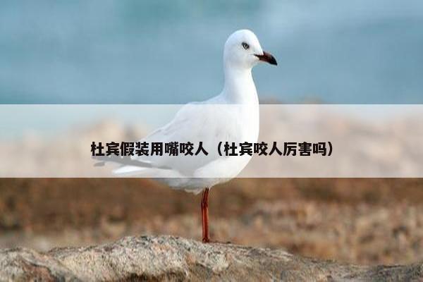 杜宾假装用嘴咬人（杜宾咬人厉害吗）