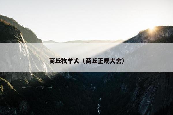 商丘牧羊犬（商丘正规犬舍）