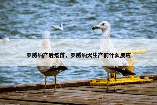 罗威纳产后疫苗，罗威纳犬生产前什么反应