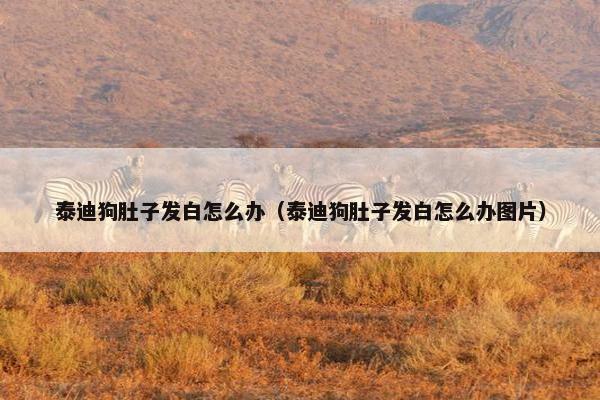 泰迪狗肚子发白怎么办（泰迪狗肚子发白怎么办图片）