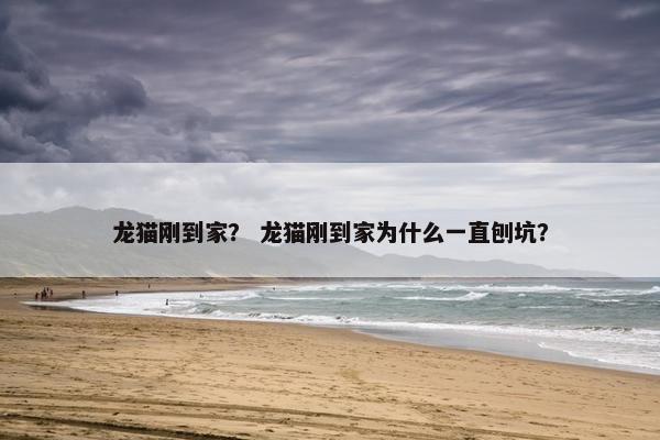 龙猫刚到家？ 龙猫刚到家为什么一直刨坑？