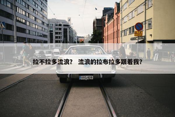 拉不拉多流浪？ 流浪的拉布拉多跟着我？