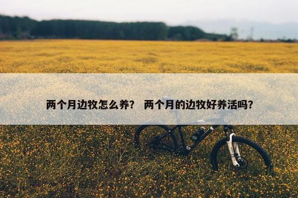 两个月边牧怎么养？ 两个月的边牧好养活吗？