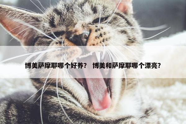 博美萨摩耶哪个好养？ 博美和萨摩耶哪个漂亮？