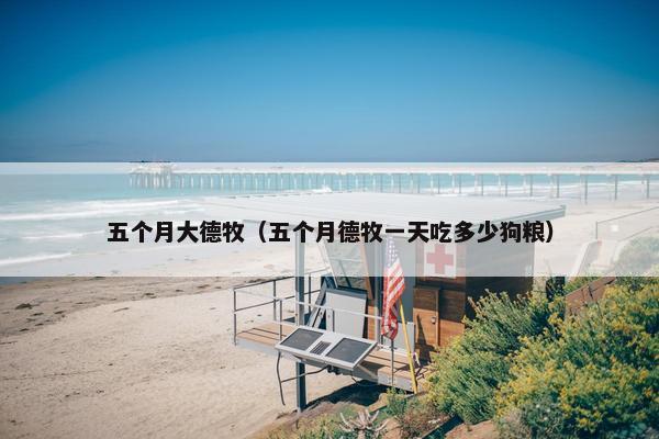 五个月大德牧（五个月德牧一天吃多少狗粮）