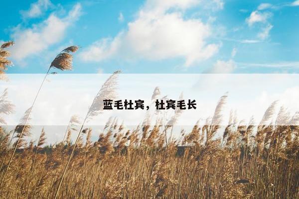 蓝毛杜宾，杜宾毛长