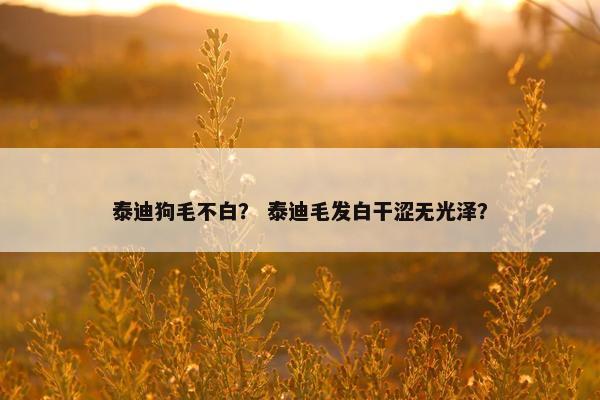 泰迪狗毛不白？ 泰迪毛发白干涩无光泽？